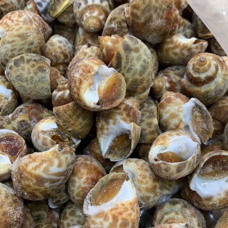 新鲜冷冻花螺各种规格量大有优惠欢迎来电咨询