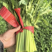 光杆茼蒿