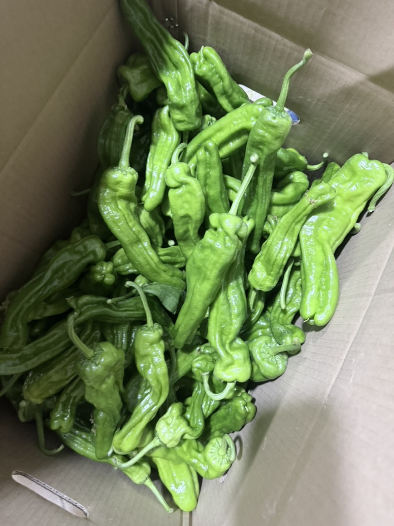 精品薄皮青椒，量大质量保证，按需包装！欢迎选购！