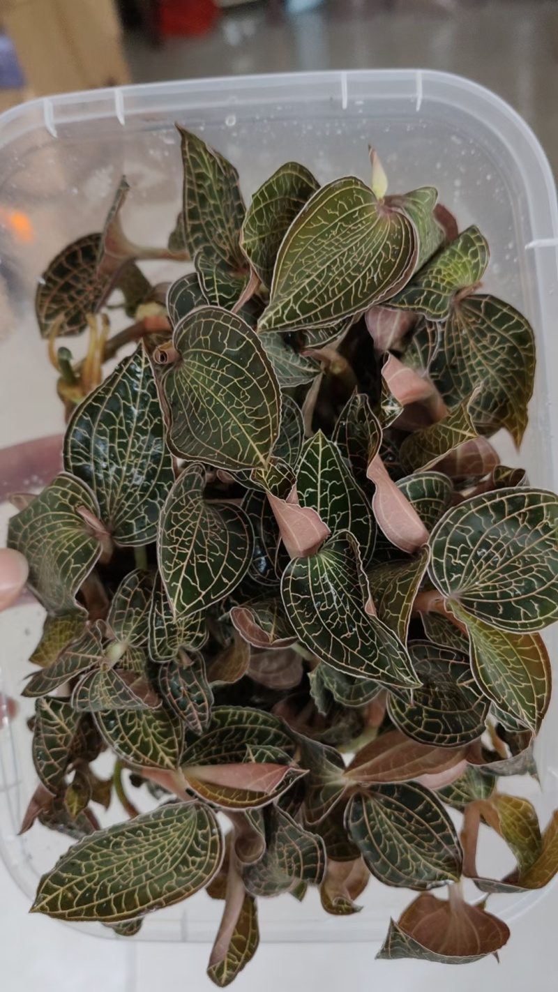 金线莲种苗