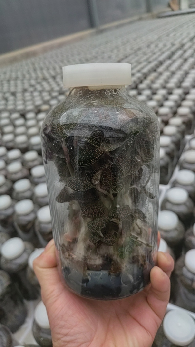 金线莲种苗