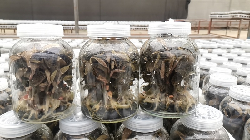 金线莲种苗