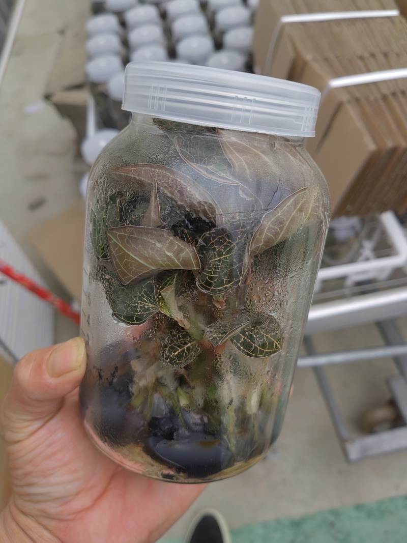 金线莲种苗
