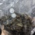 金线莲种苗
