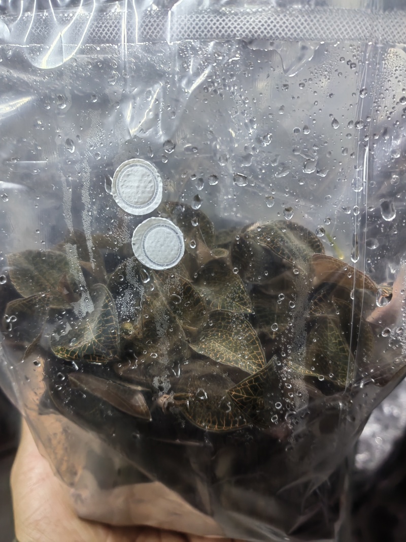 金线莲种苗