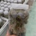 金线莲种苗