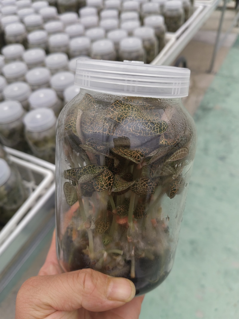 金线莲种苗