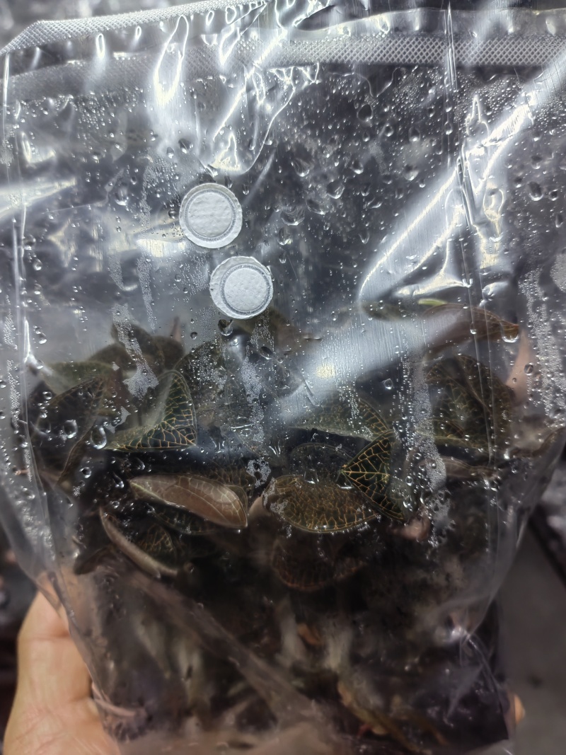 金线莲种苗