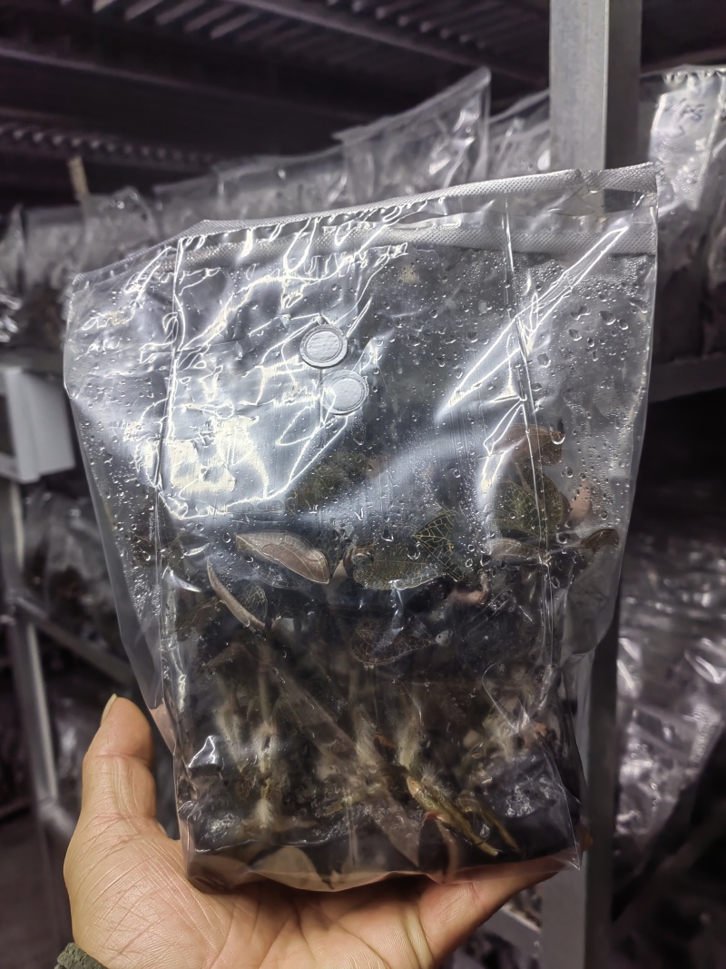 金线莲种苗