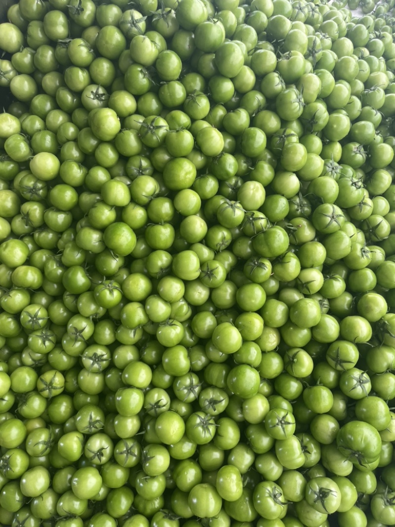 青柿红柿：青番茄大面积种植，有需要的联系大量有货，价格