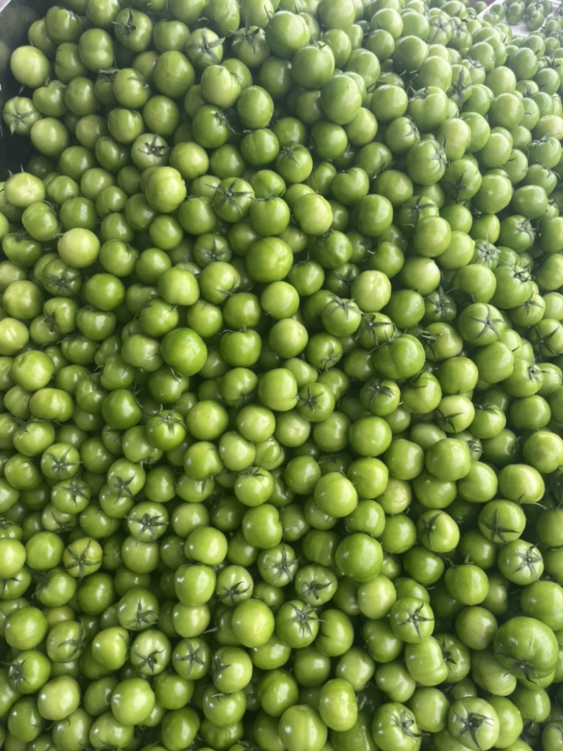 青柿红柿：青番茄大面积种植，有需要的联系大量有货，价格