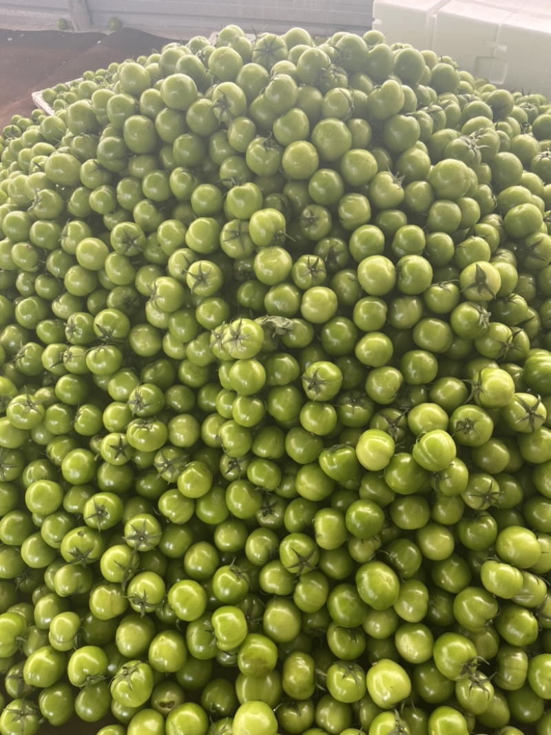 青柿红柿：青番茄大面积种植，有需要的联系大量有货，价格