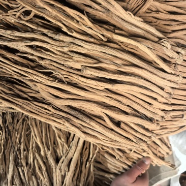 白条党参