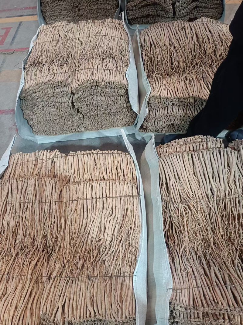 白条党参