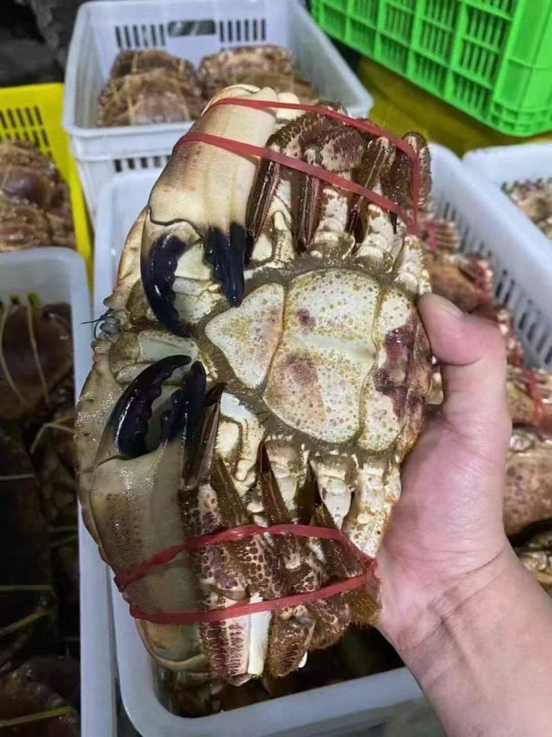 面包蟹，满肉面包蟹🦀