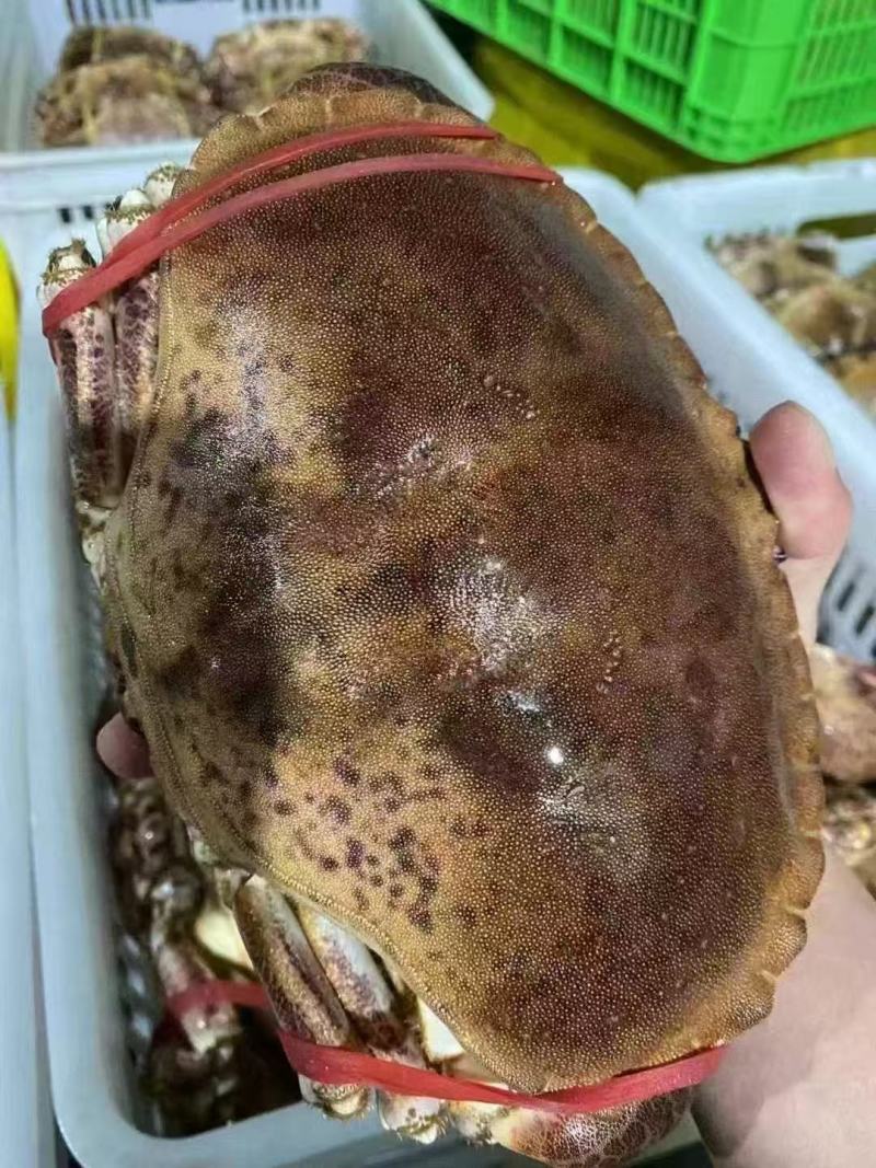 面包蟹，满肉面包蟹🦀