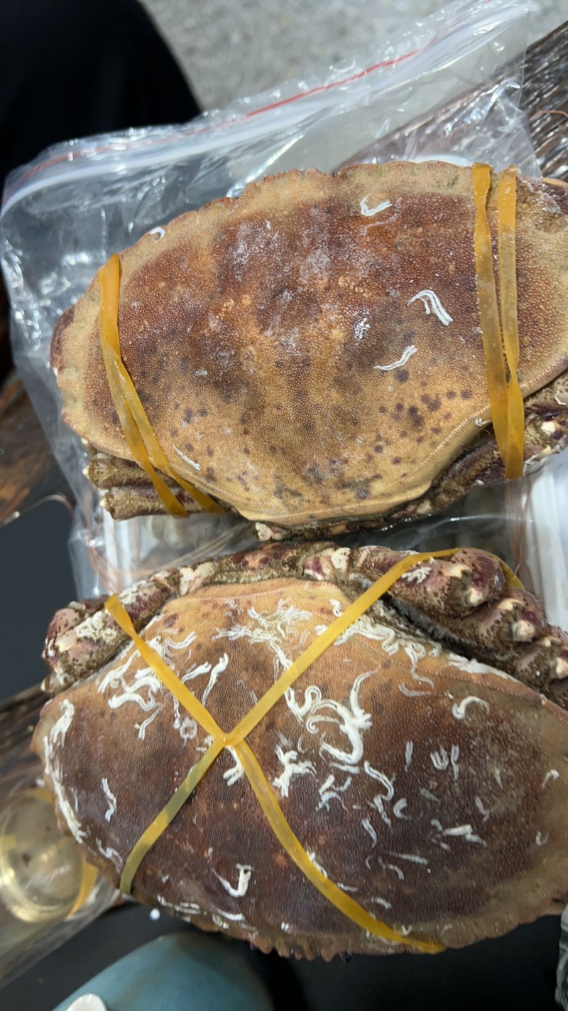 面包蟹，满肉面包蟹🦀