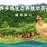 广东四大名鸡，信宜怀乡三黄鸡供应链