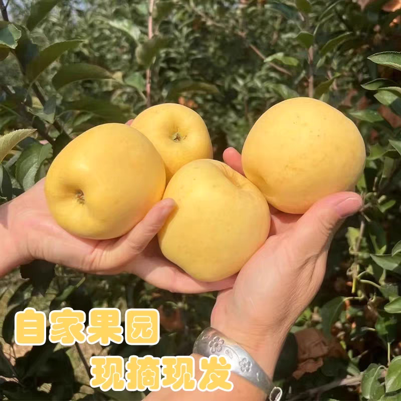 维纳斯黄金苹果/冷库货源/保质保量/全国供应批发