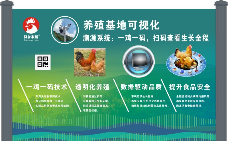广东四大名鸡，信宜怀乡三黄鸡供应链