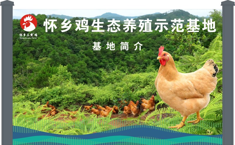 广东四大名鸡，信宜怀乡三黄鸡供应链