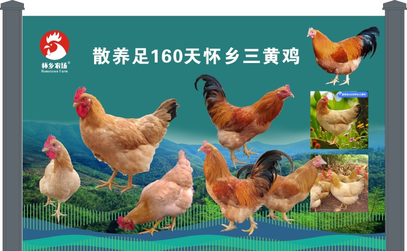 广东四大名鸡，信宜怀乡三黄鸡供应链