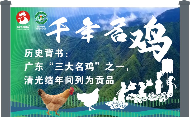 广东四大名鸡，信宜怀乡三黄鸡供应链