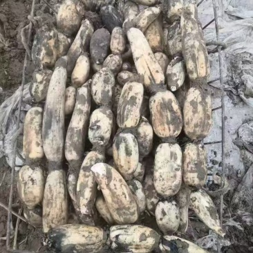 黄河滩沙地泥藕，洗藕都有，高品质，主营销泥菜，品种纯35
