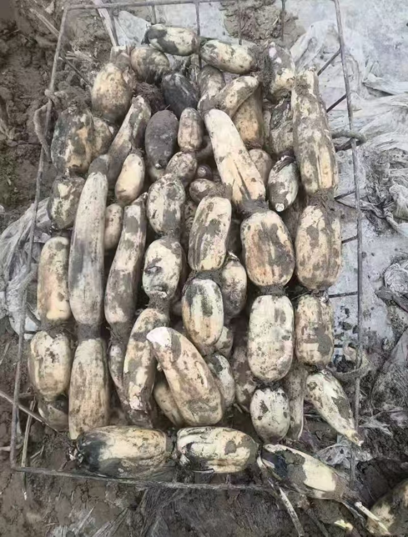 黄河滩沙地泥藕，洗藕都有，高品质，主营销泥菜，品种纯35