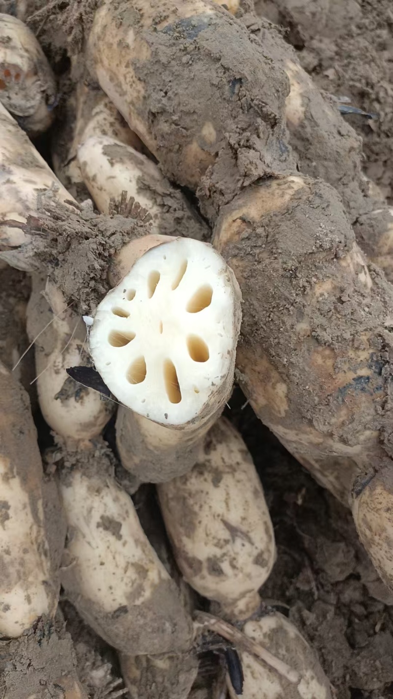 黄河滩沙地泥藕，洗藕都有，高品质，主营销泥菜，品种纯35