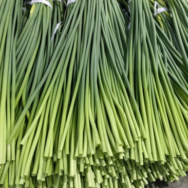 山东苍山精品蒜苔批发新鲜上市价格美丽质量好欢迎询价