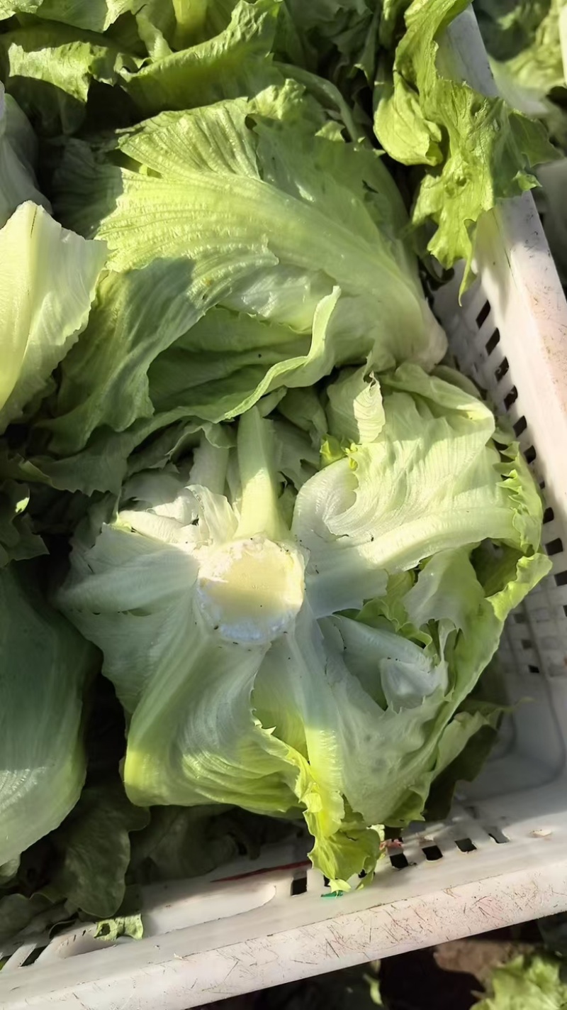 福建基地种植球生菜
