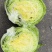 福建基地种植球生菜