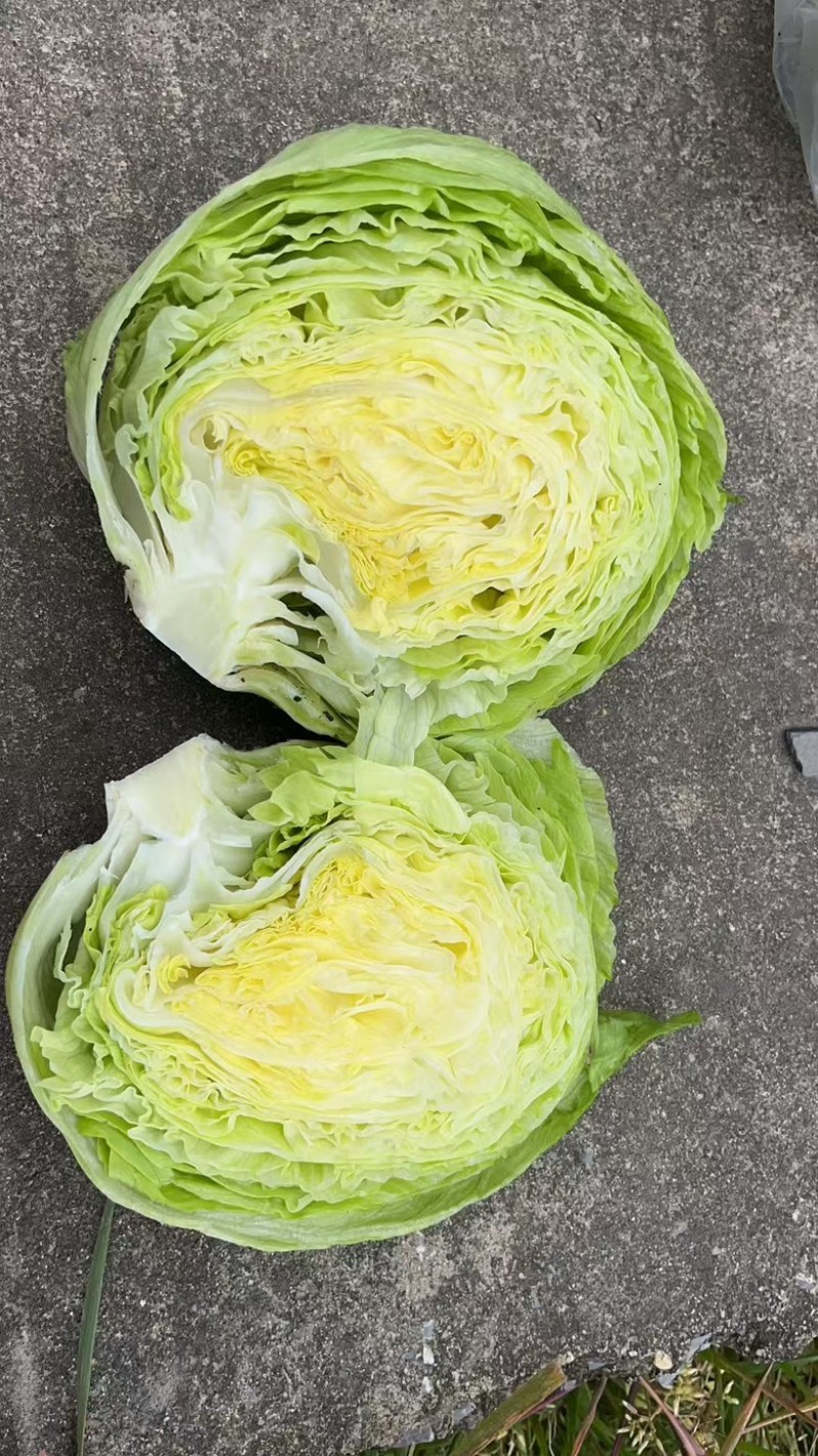 福建基地种植球生菜