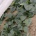 波菜大掉价散头波菜大量有货支持全国电商市场菠菜大量上市中