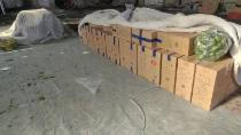 精品圆椒大量有货基地直供品质优现摘现发可视频看货热卖中
