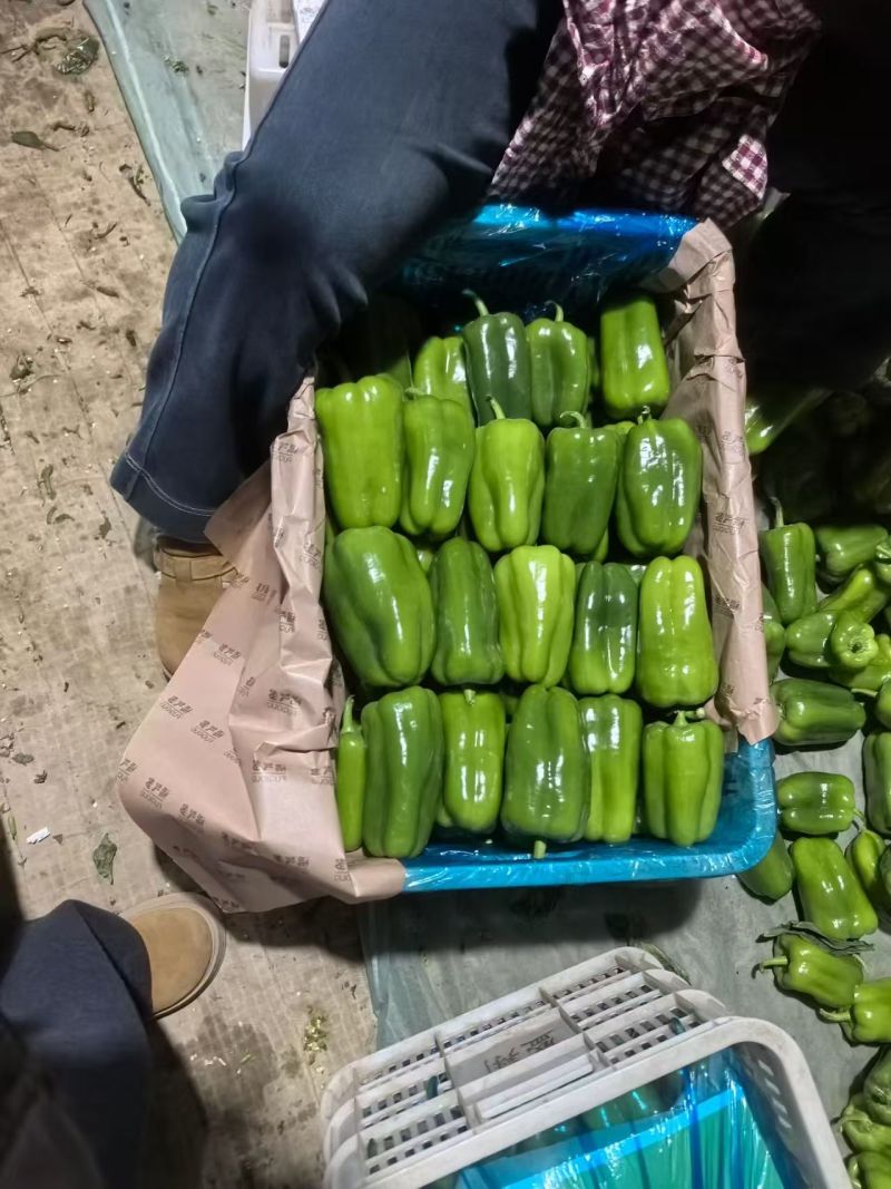 精品圆椒大量有货基地直供品质优现摘现发可视频看货热卖中