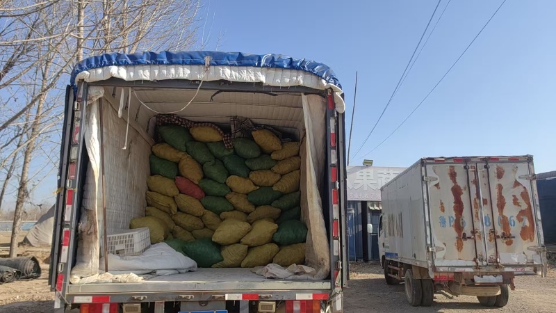 精品圆椒大量有货基地直供品质优现摘现发可视频看货热卖中