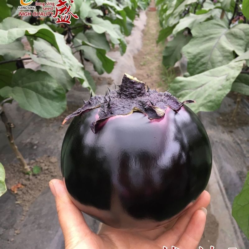 战神1号大黑圆茄茄子种子绿肉油黑黑亮圆茄种籽春秋杂交高