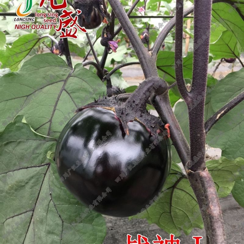 战神1号大黑圆茄茄子种子绿肉油黑黑亮圆茄种籽春秋杂交高
