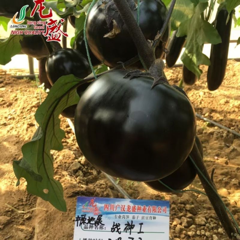 战神1号大黑圆茄茄子种子绿肉油黑黑亮圆茄种籽春秋杂交高