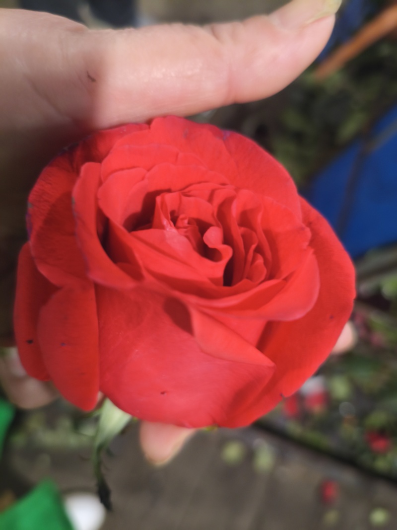 广州红玫瑰花