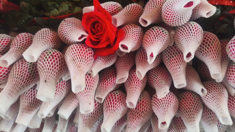 广州红玫瑰花