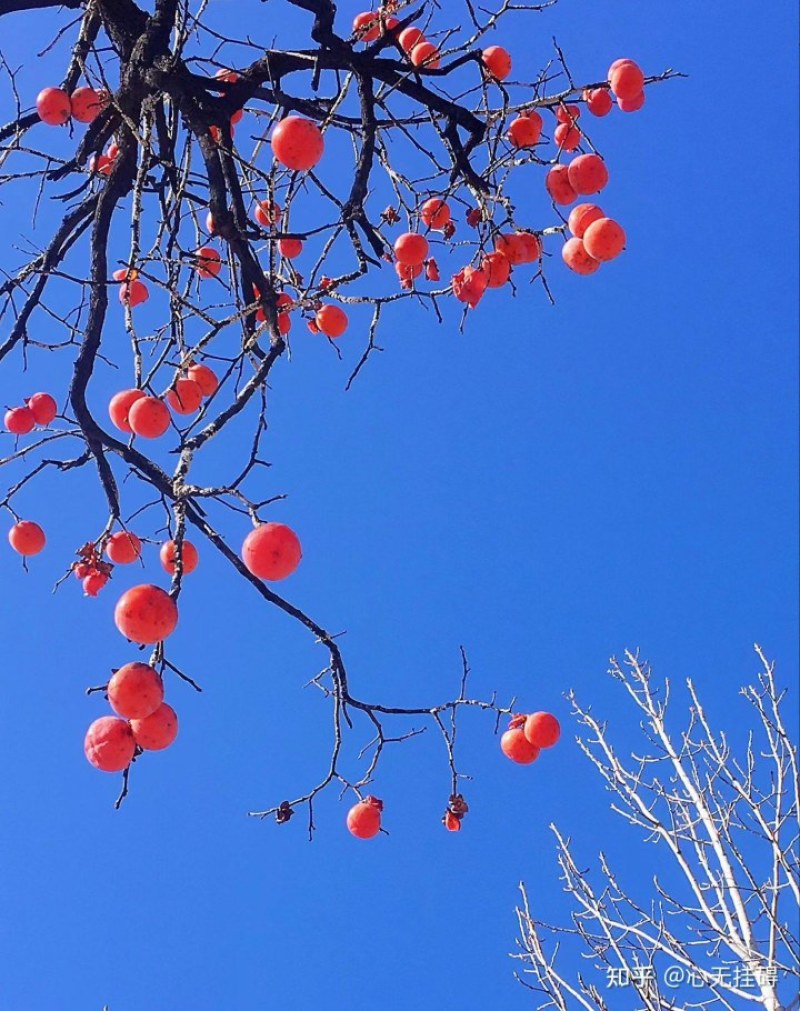 富平柿饼，甜蜜中国。
