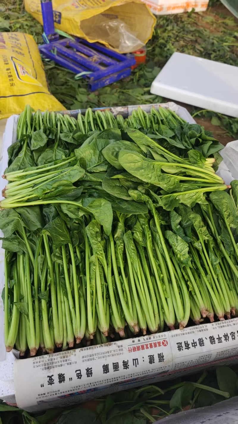 精品菠菜