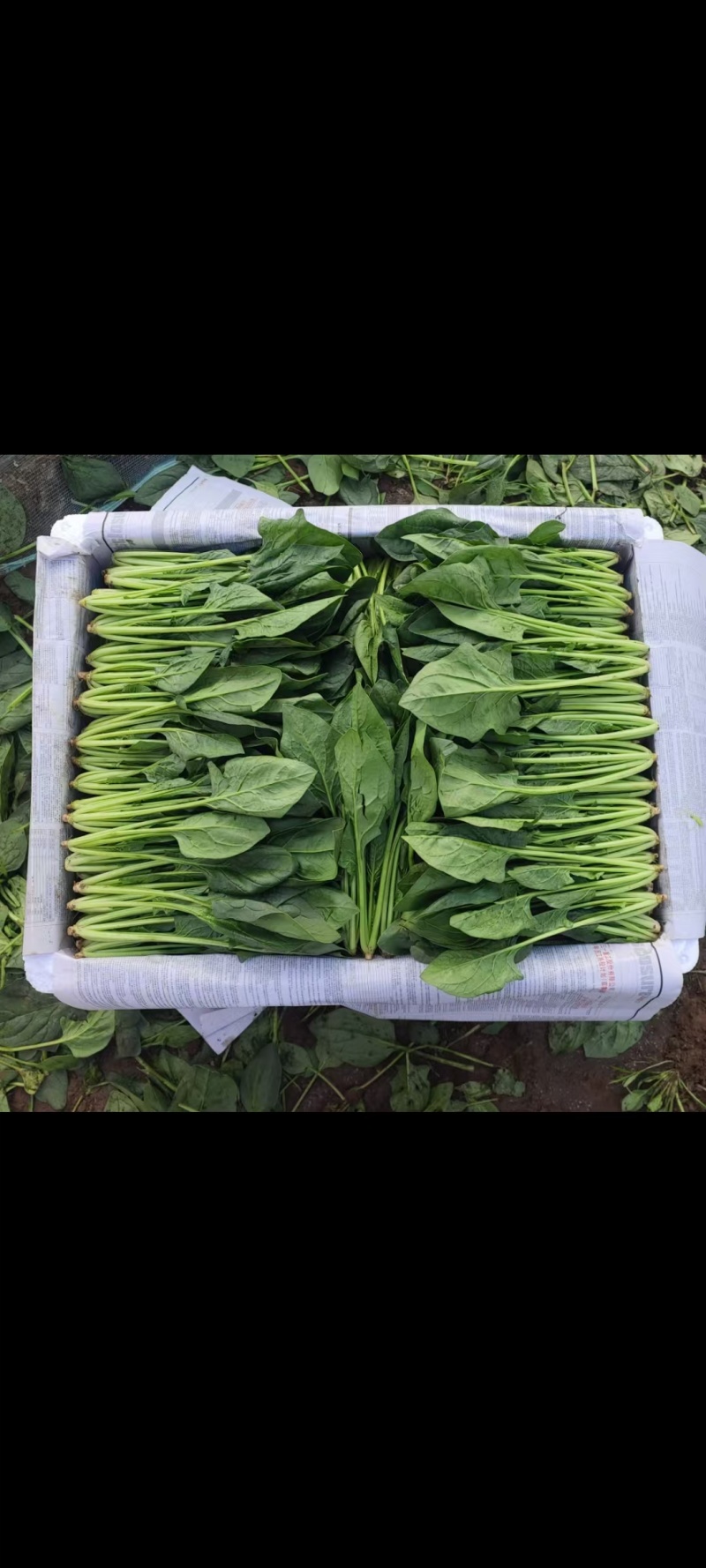 精品菠菜