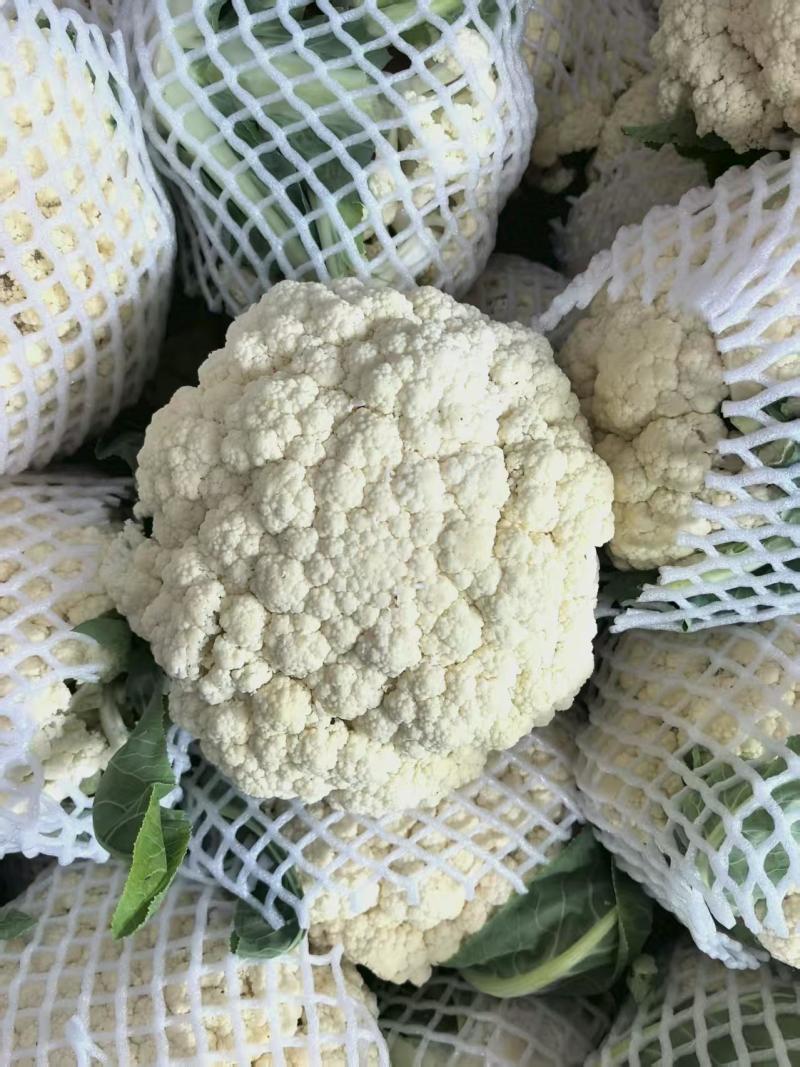 福建漳浦松花菜，散花菜，大量有货，欢迎老板前来采购！！！