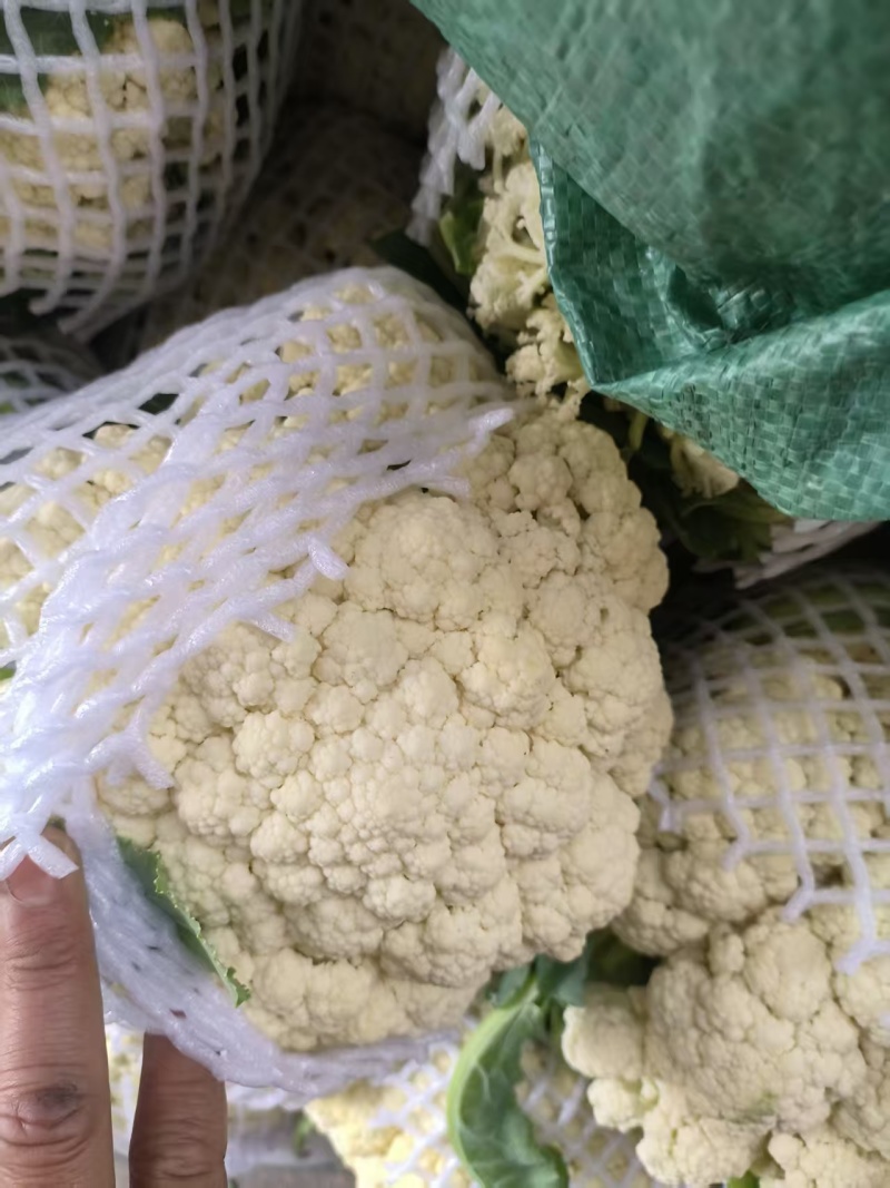 福建漳浦松花菜，散花菜，大量有货，欢迎老板前来采购！！！
