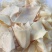 水发带耳猪黄喉火锅麻辣烫冒菜串串食材猪黄喉批发商用