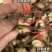 川芎正品气味浓0.2薄片四川川穹阴干川芎片多种规格